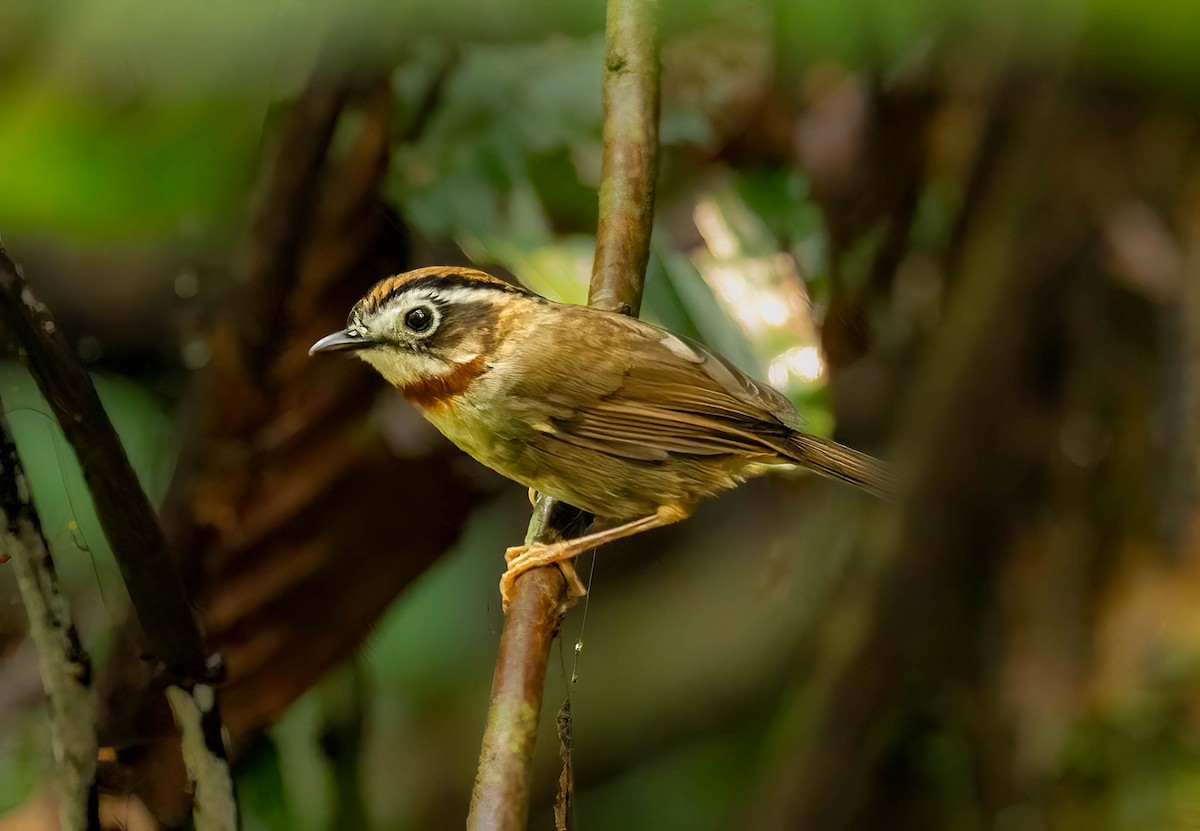 Rufous-throated Fulvetta - VIJAY S