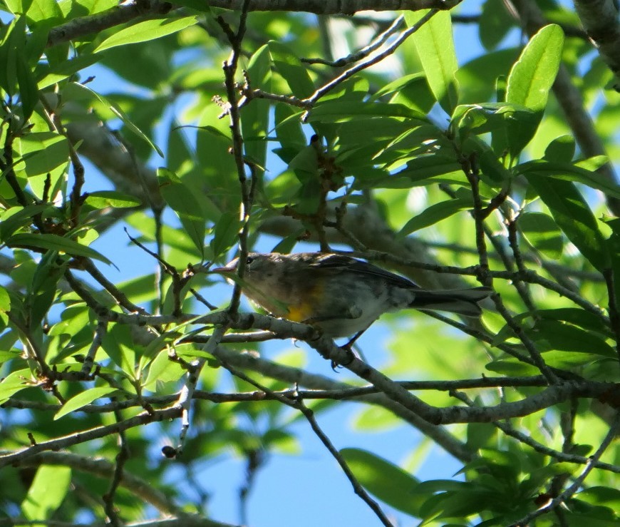 Pine Warbler - Jennifer Jerome