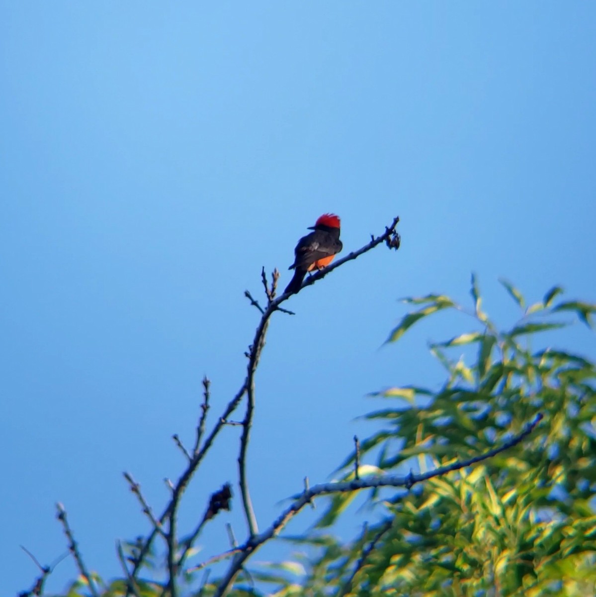 Vermilion Flycatcher - Moe Alqallaf