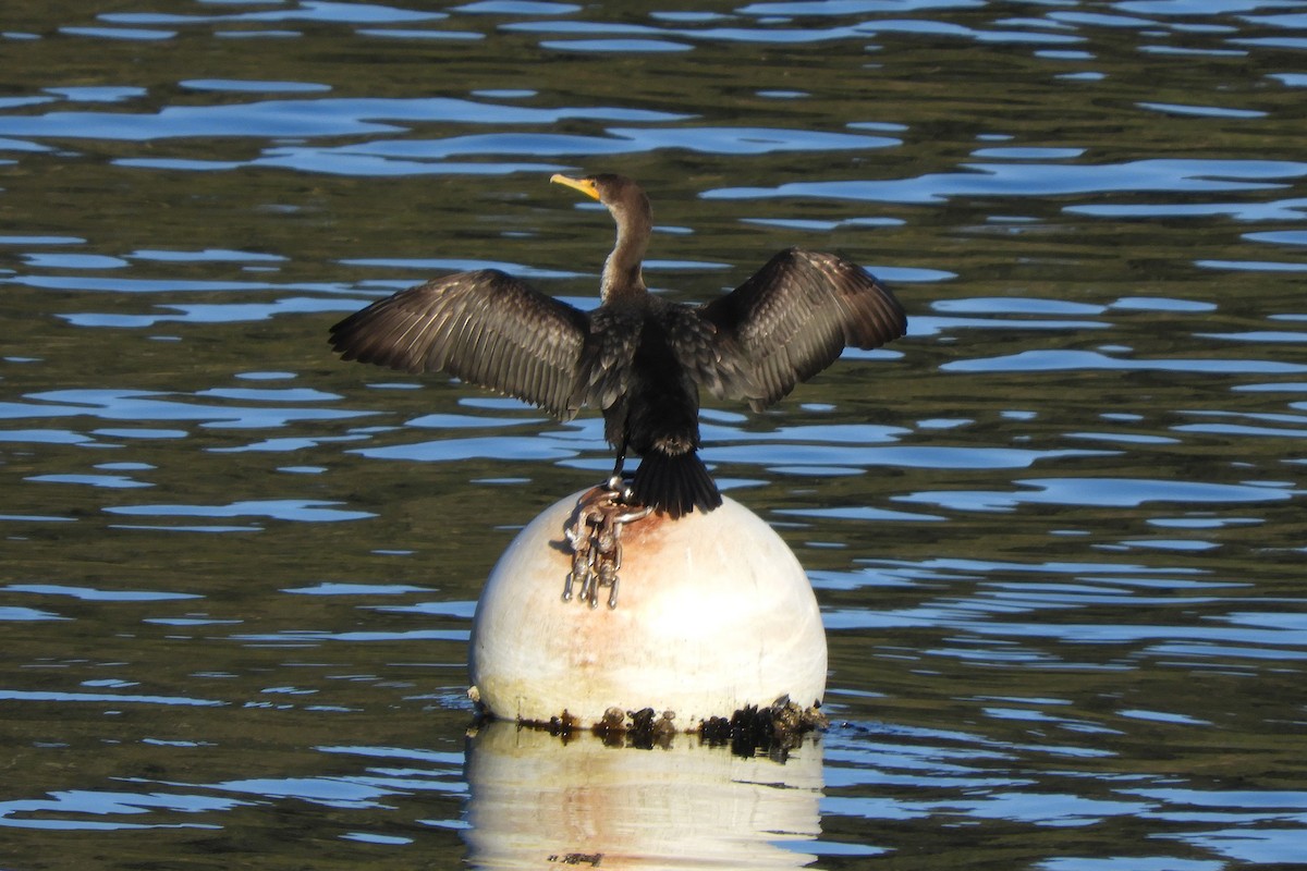 Double-crested Cormorant - Christian Rixen