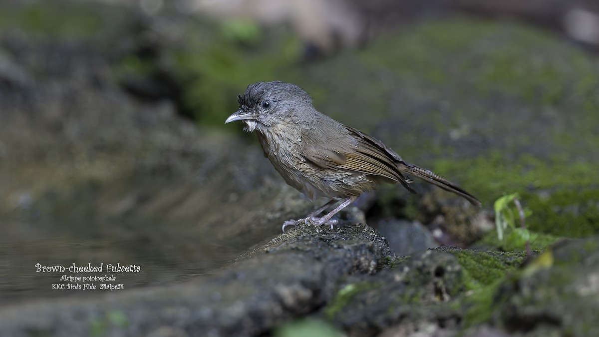 Brown-cheeked Fulvetta - Kenneth Cheong