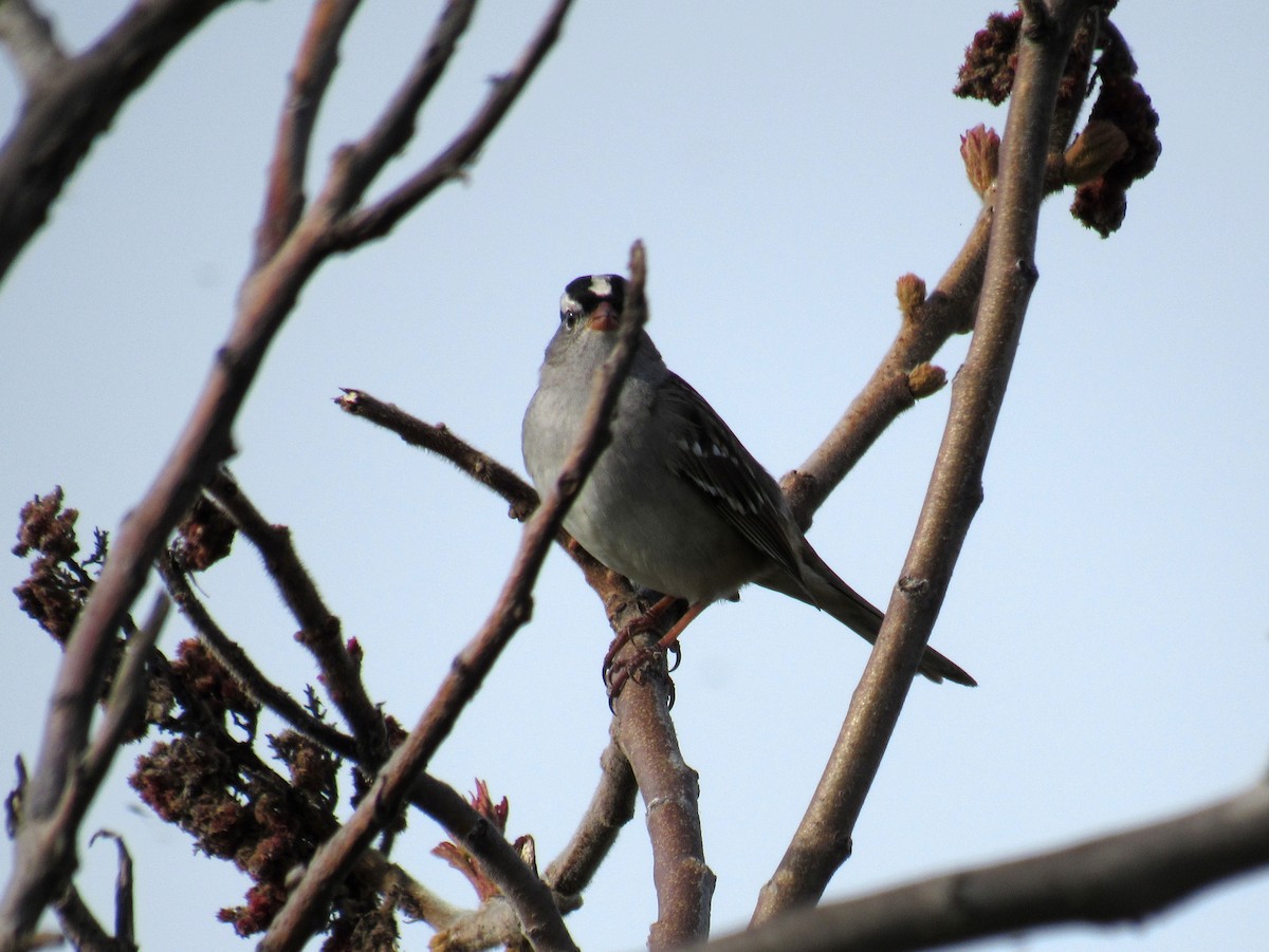 White-crowned Sparrow - Rajas Sambhare