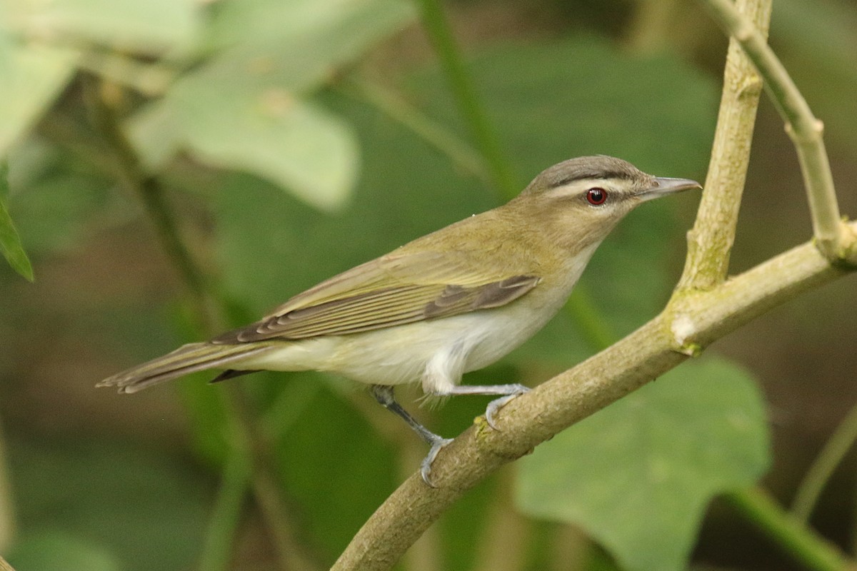 Red-eyed Vireo - Dan Jones