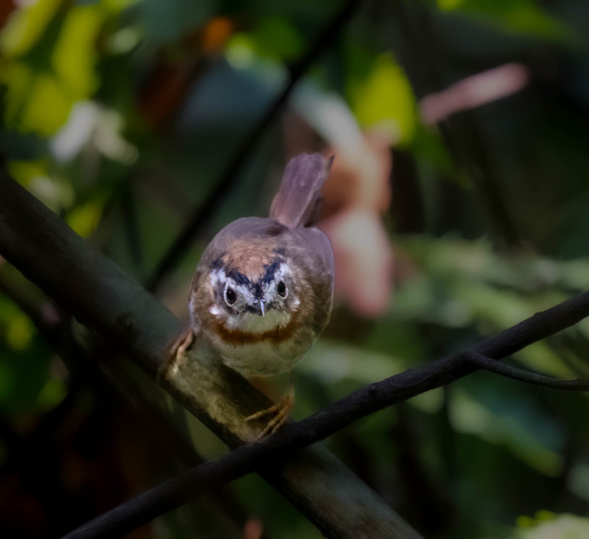 Rufous-throated Fulvetta - ML618817013