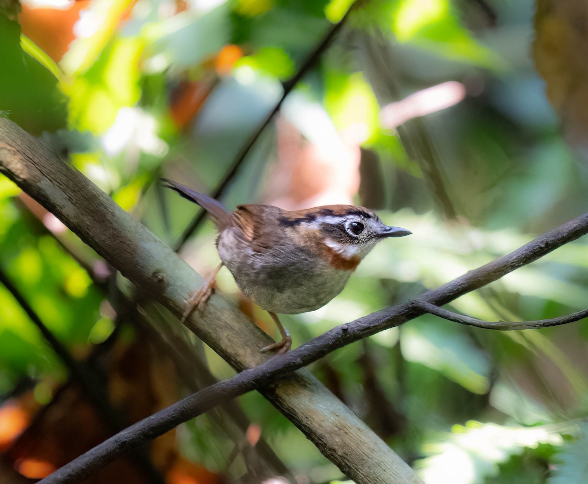 Rufous-throated Fulvetta - ML618817014