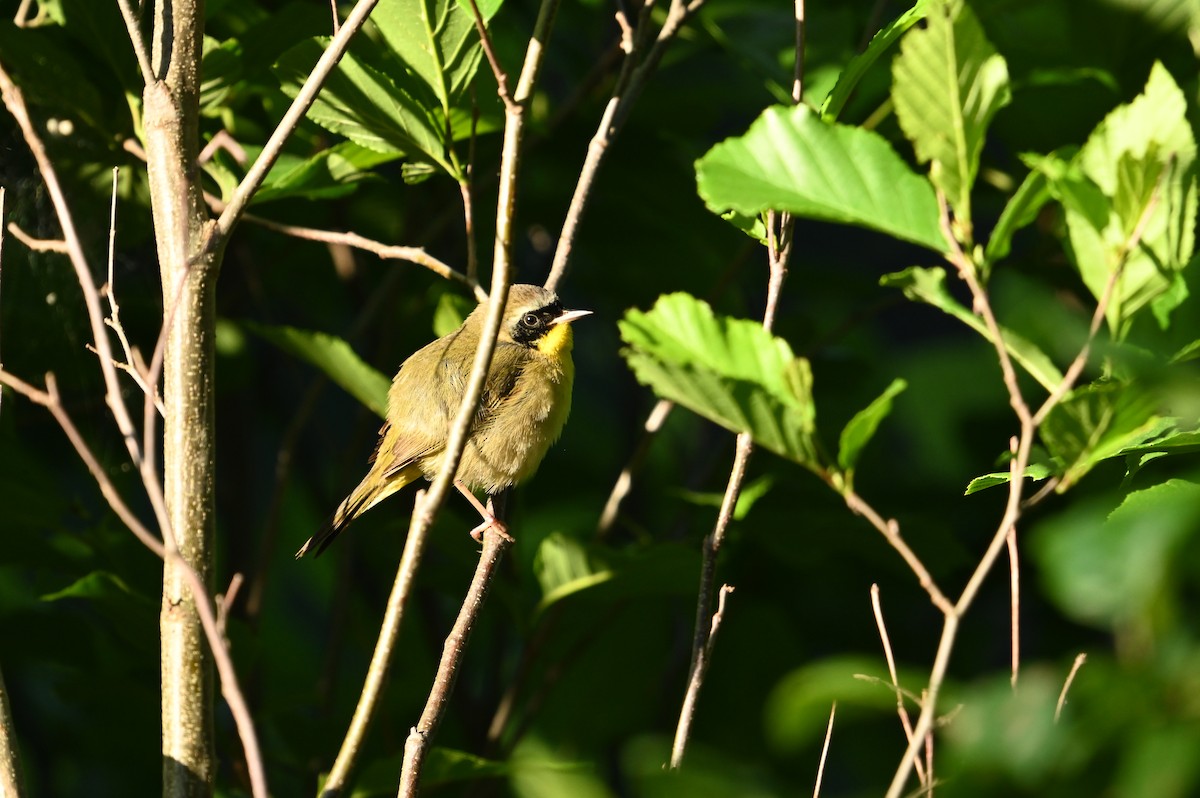 Common Yellowthroat - William Woody