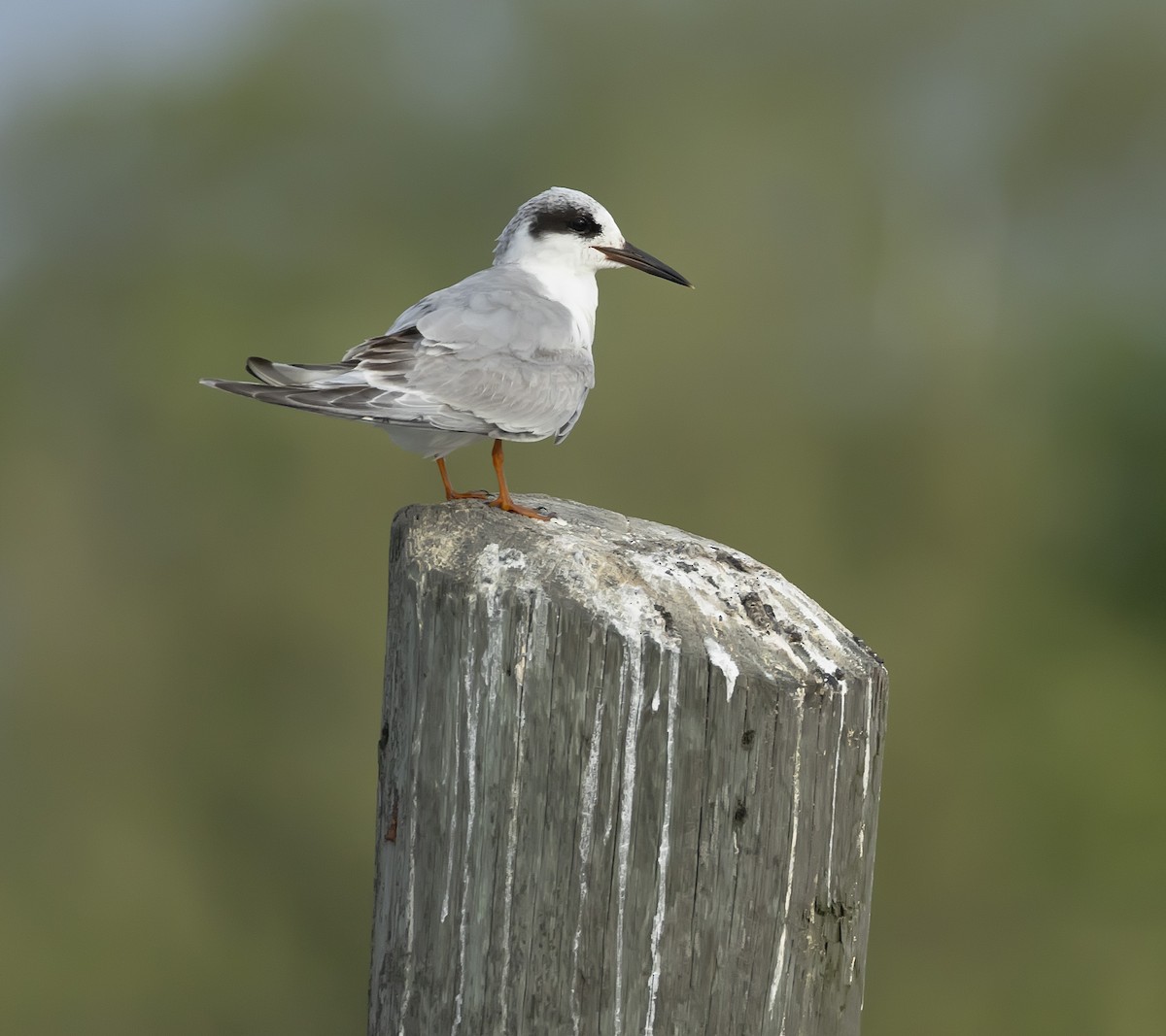 Least Tern - terry moore