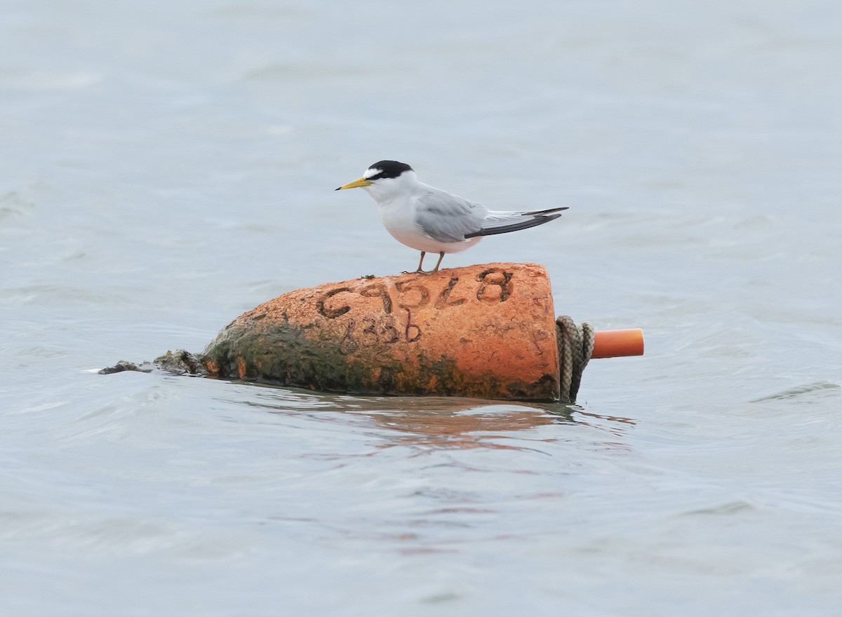 Least Tern - terry moore