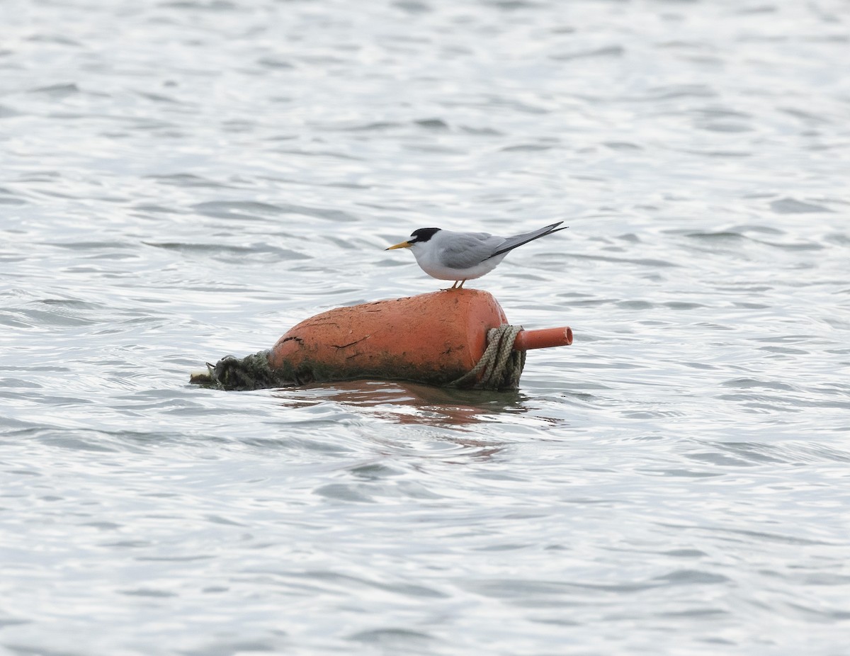 Least Tern - terry moore