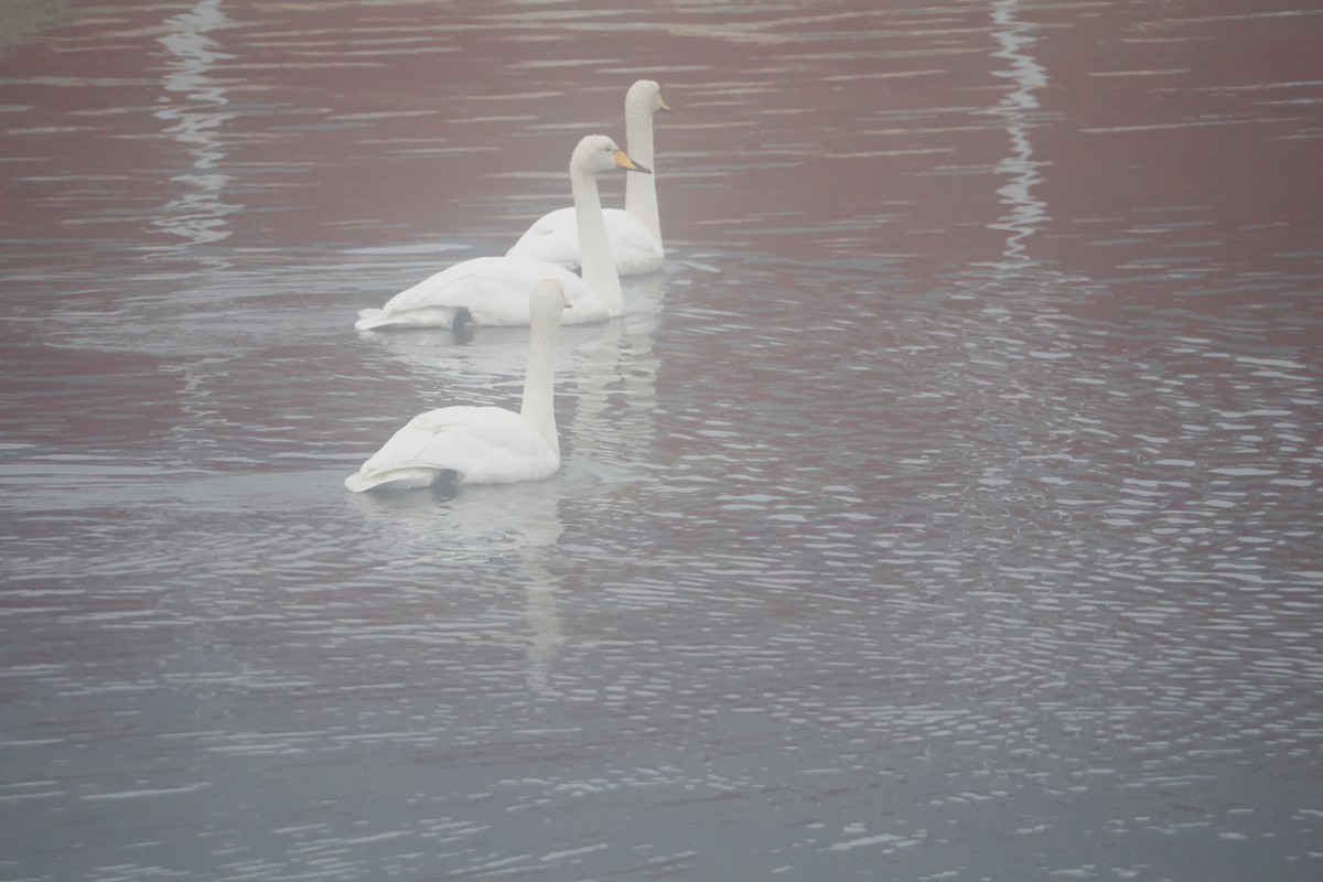 Whooper Swan - ML618817039