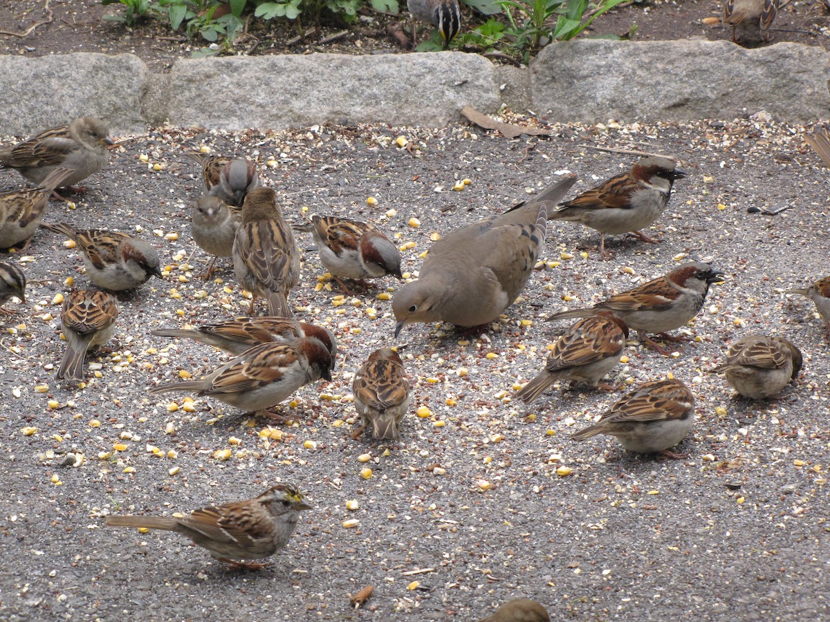 House Sparrow - ML618817041