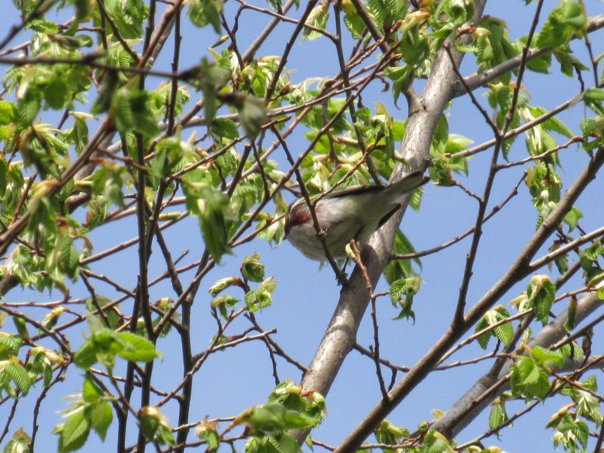 Chestnut-sided Warbler - Rajas Sambhare