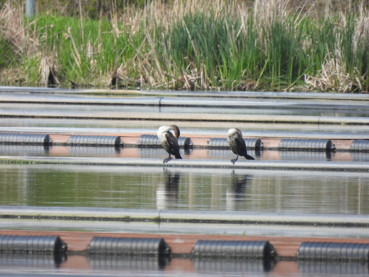 Double-crested Cormorant - Alexander R