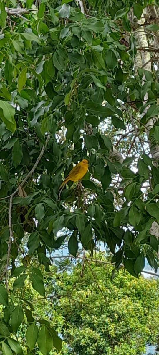 Saffron Finch - Haneyl Morales Sanabria