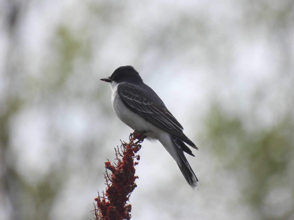 Eastern Kingbird - Alexander R