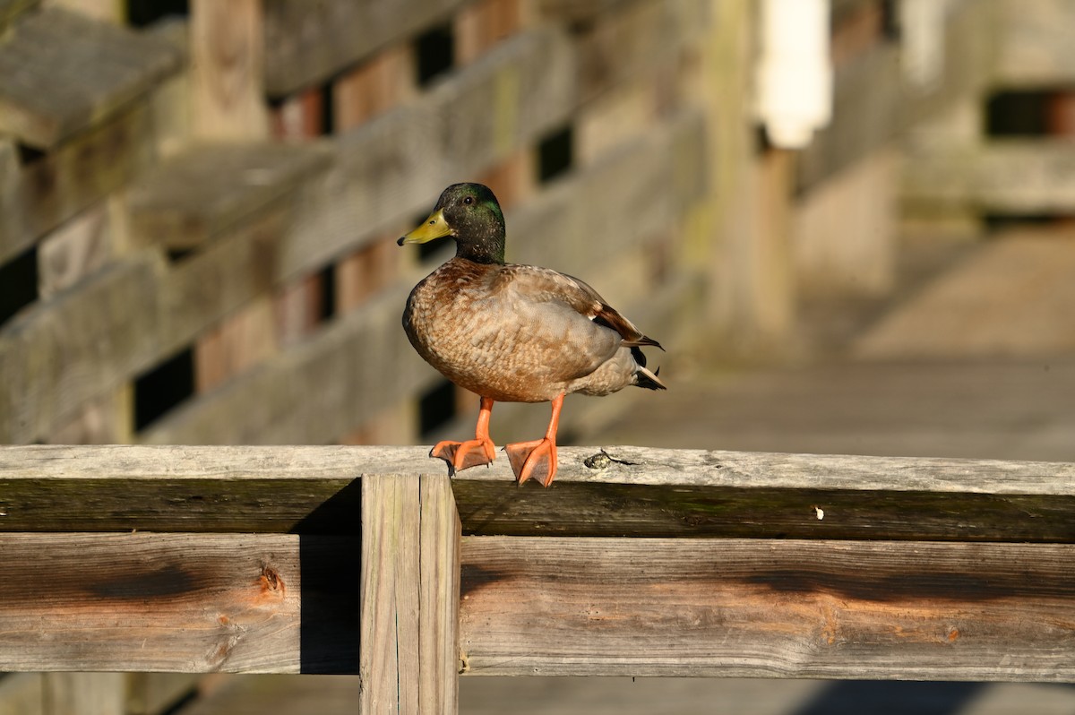 Mallard - William Woody