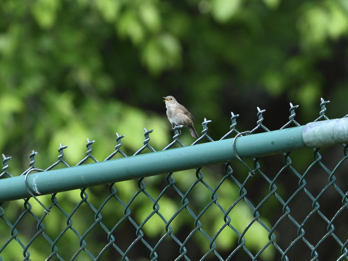 House Wren - William Woody