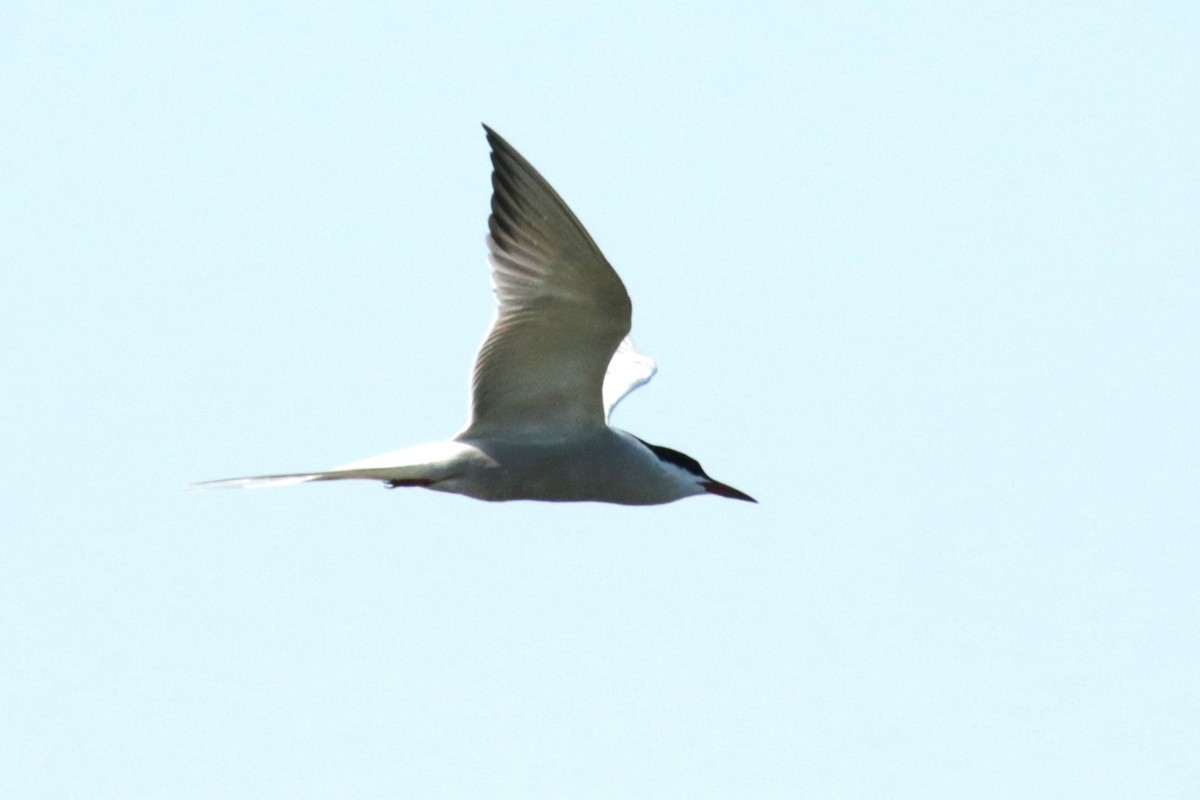 Common Tern - Jan Roedolf