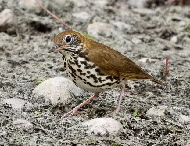 Wood Thrush - Nick Komar