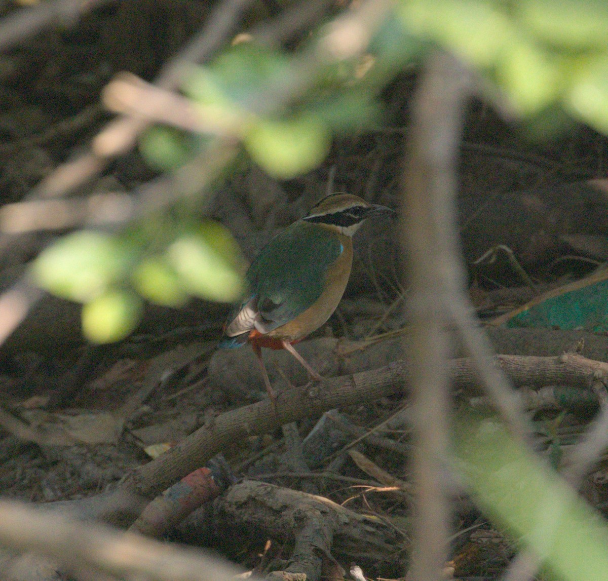 Indian Pitta - Advait M