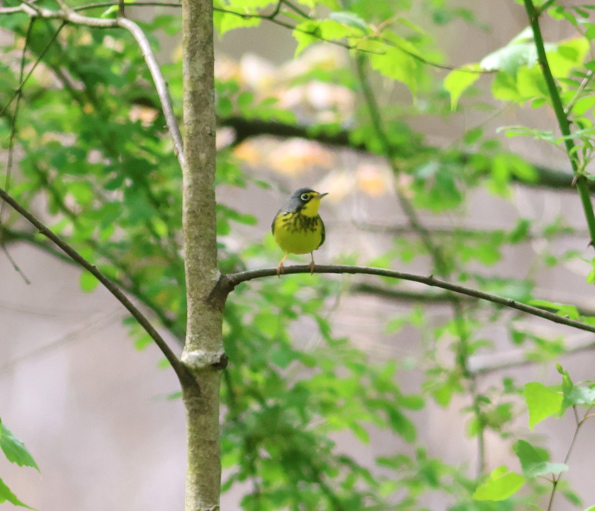 Canada Warbler - James P. Smith