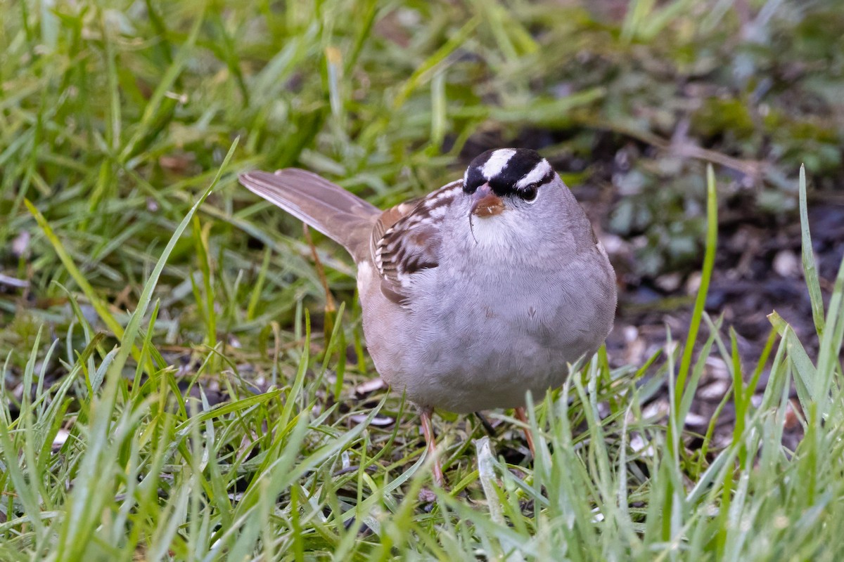 White-crowned Sparrow - Lyall Bouchard