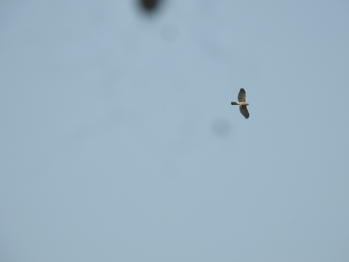 Shikra - ML618817127