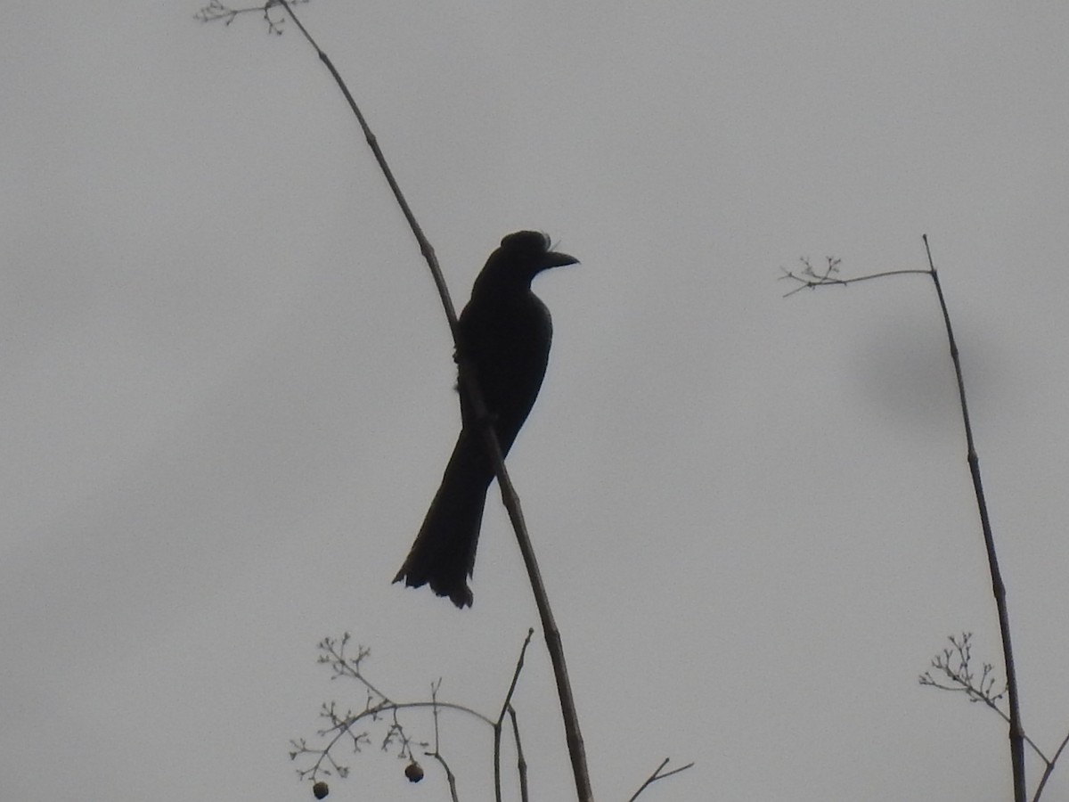 Hair-crested Drongo - ML618817136
