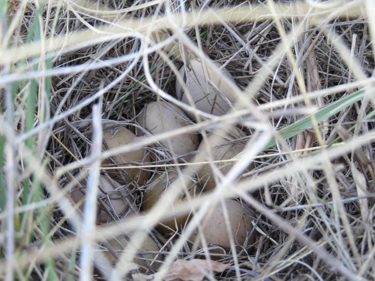 Sharp-tailed Grouse - ML618817137