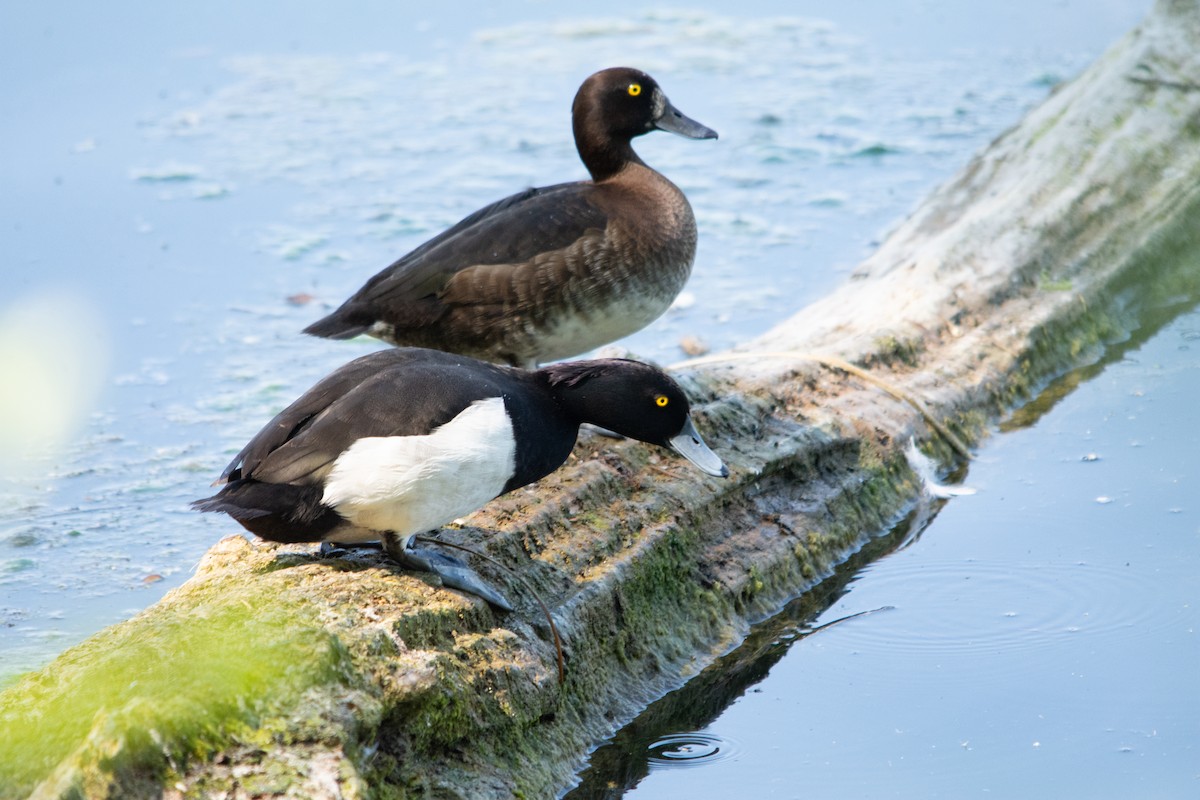 Tufted Duck - ML618817149