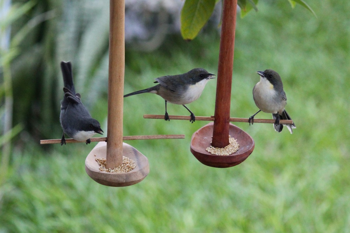 Cinereous Warbling Finch - Joás Mendonça