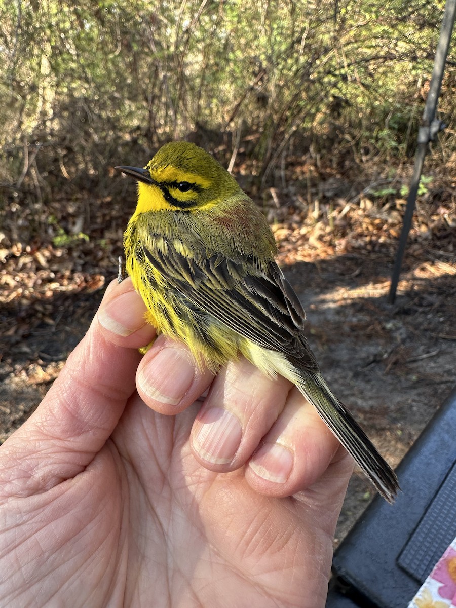 Prairie Warbler - Sue Finnegan