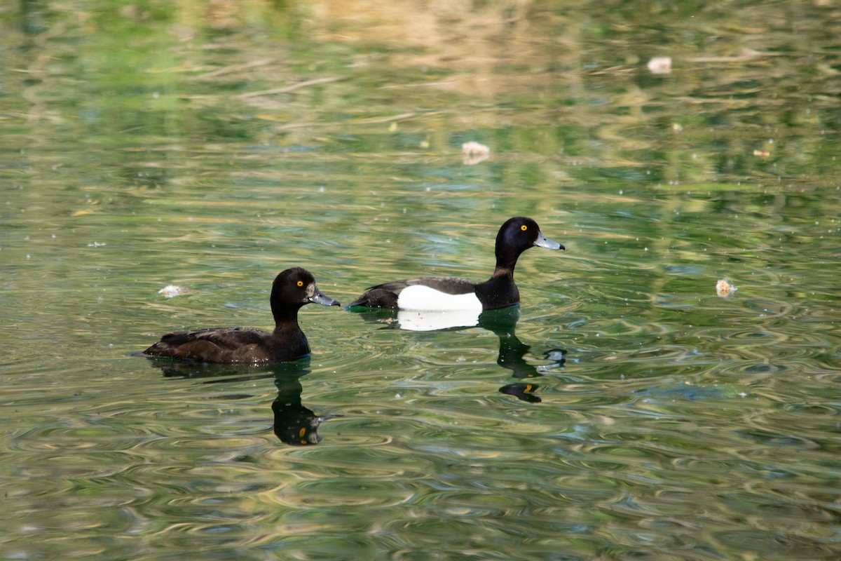 Tufted Duck - ML618817160