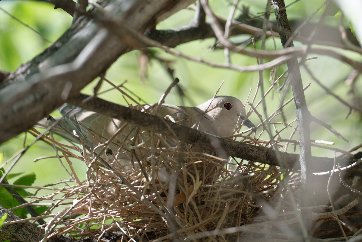 Eurasian Collared-Dove - Linda Chittum