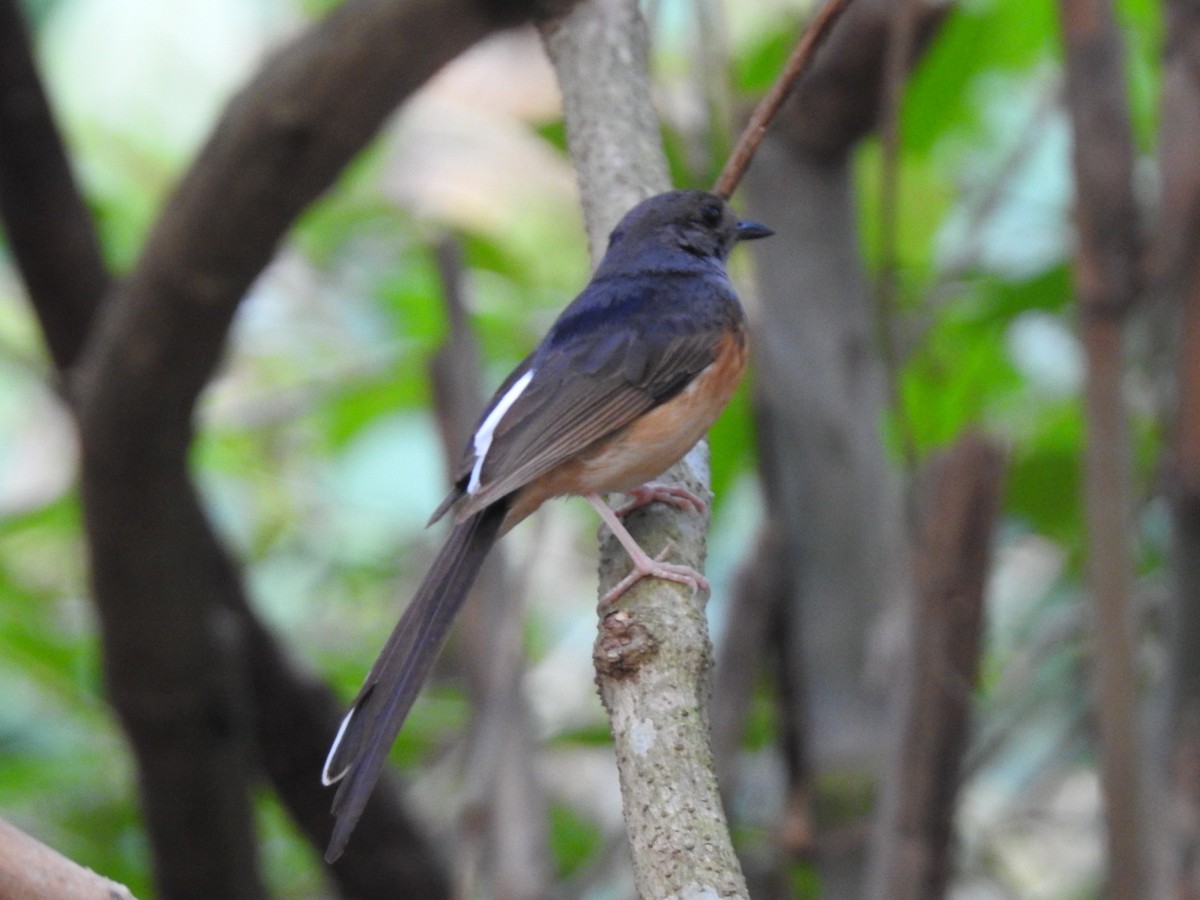 White-rumped Shama - ML618817164