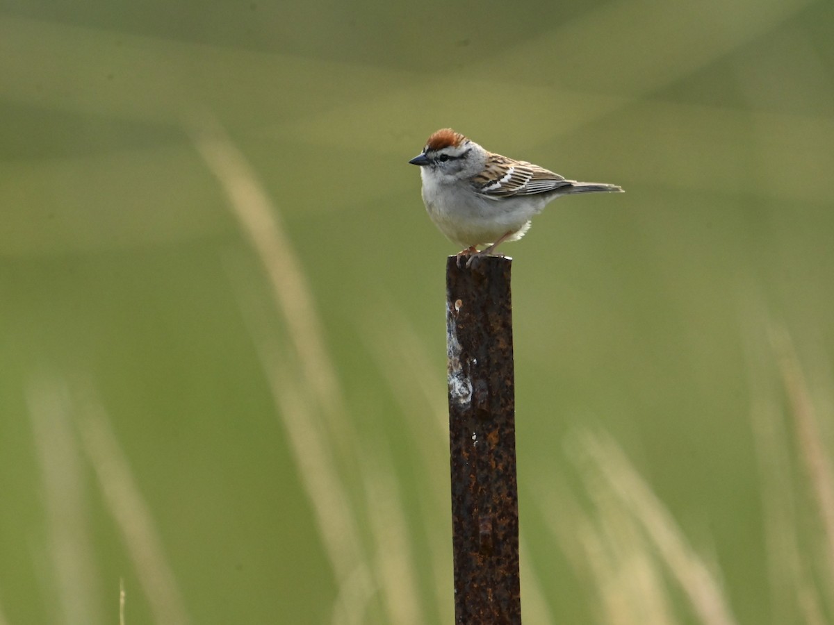 Chipping Sparrow - William Woody