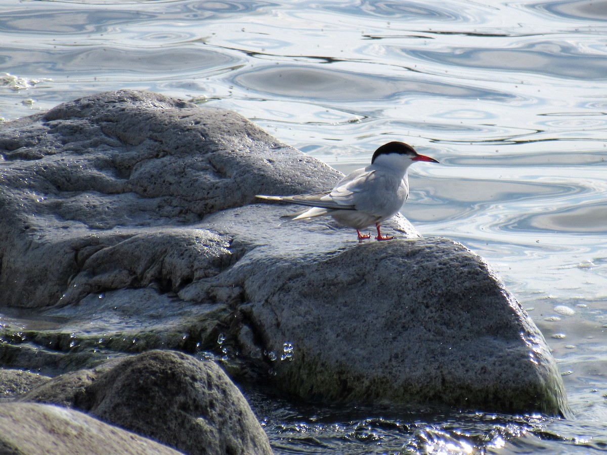 Common Tern - Rajas Sambhare