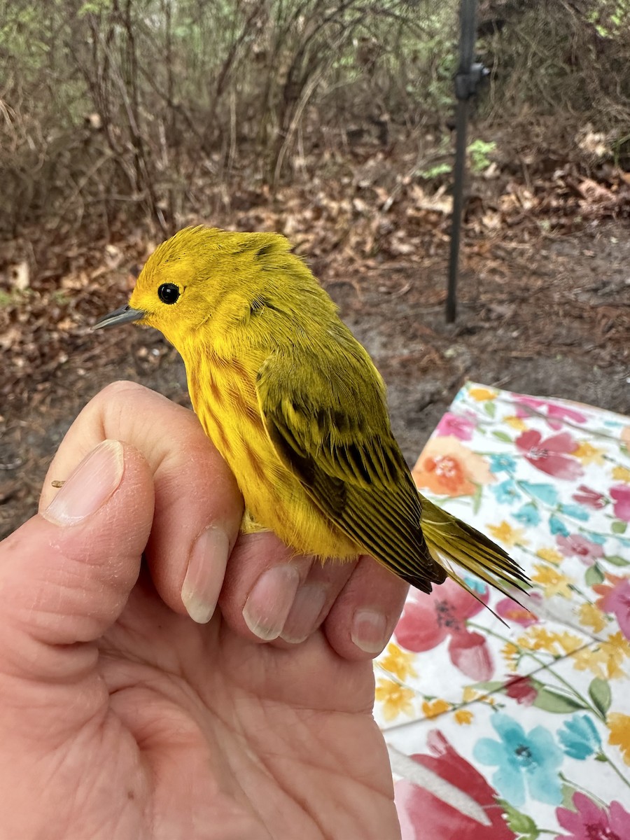 Yellow Warbler - Sue Finnegan