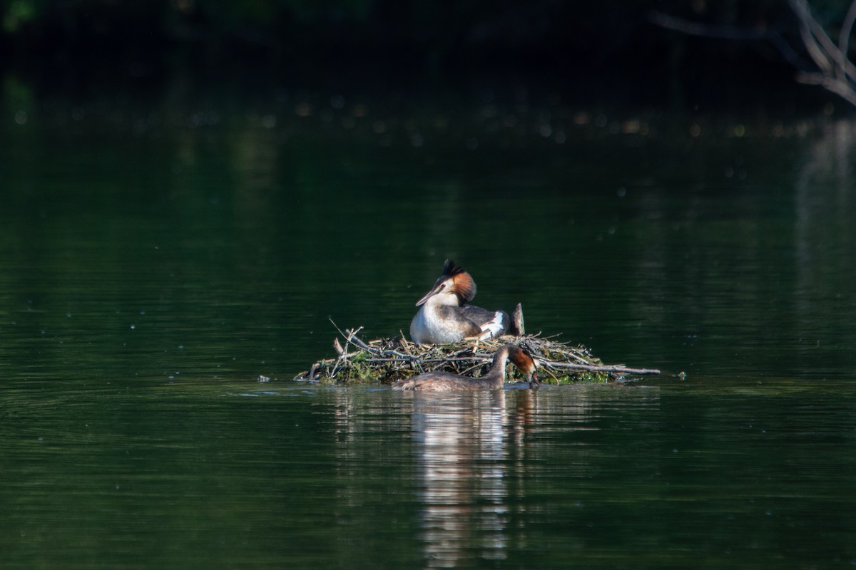 Great Crested Grebe - Yoann Grillet