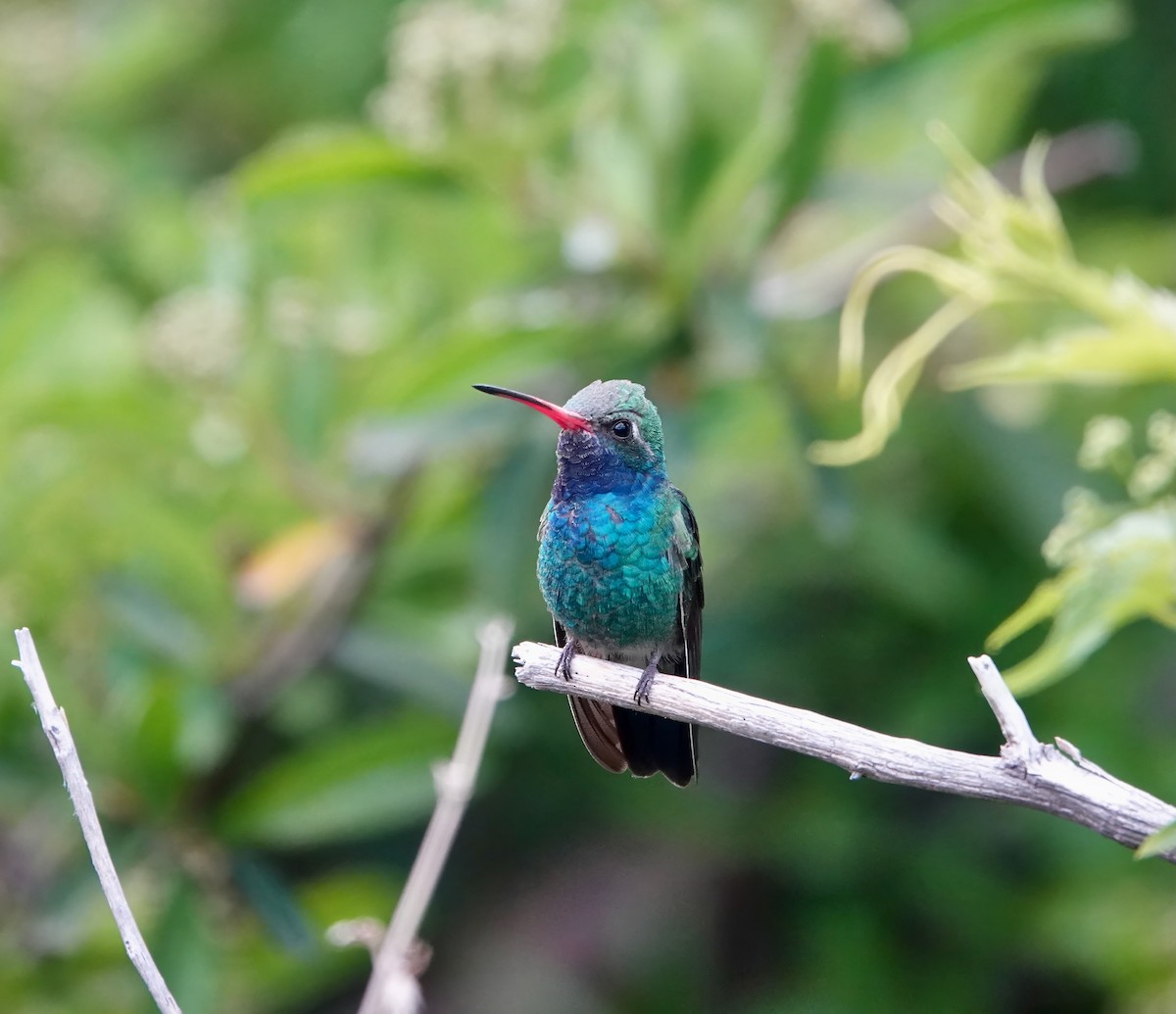 Broad-billed Hummingbird - Andrew Bailey