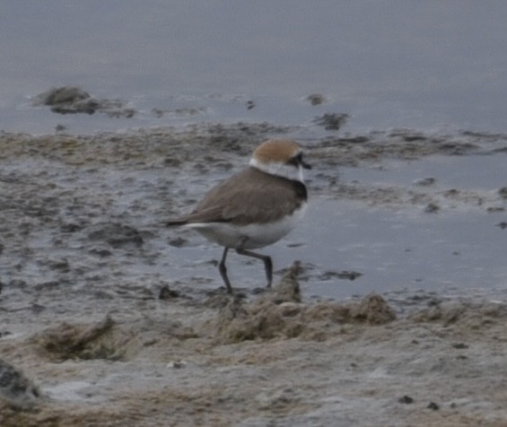 Kentish Plover - NM Gatward