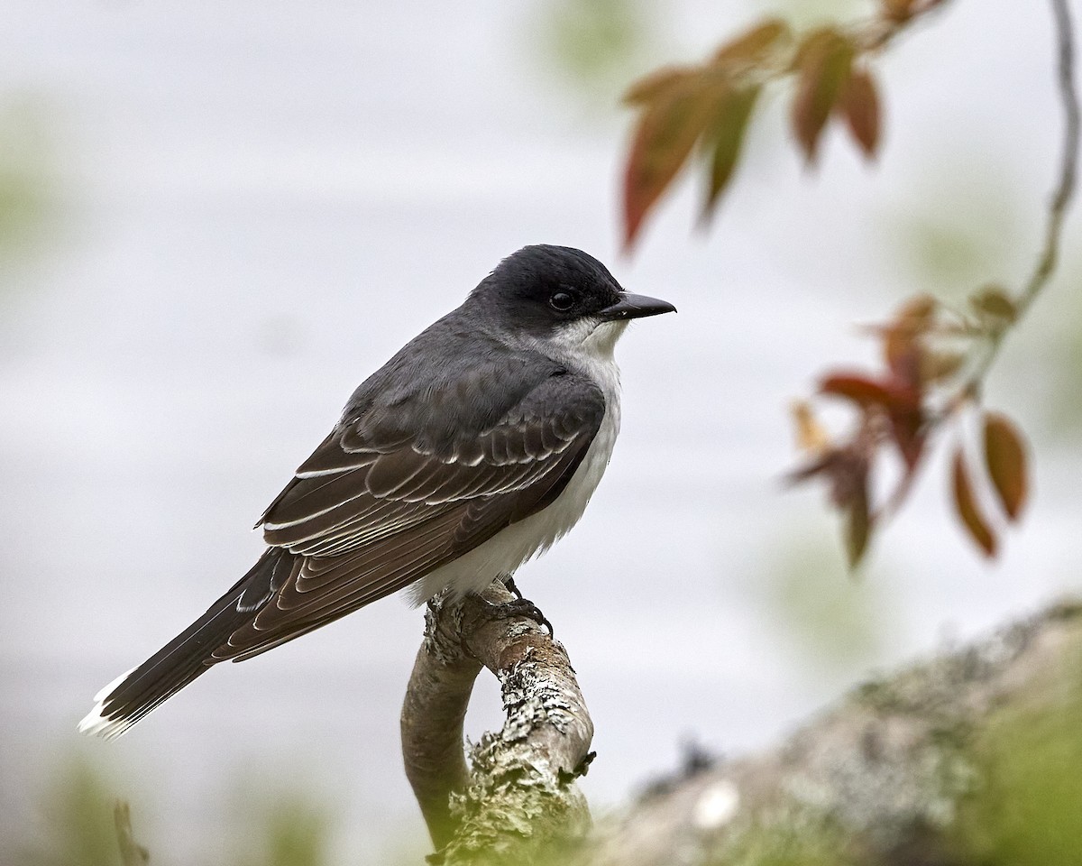 Eastern Kingbird - ML618817201