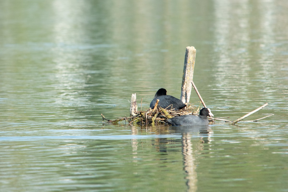 Eurasian Coot - Yoann Grillet