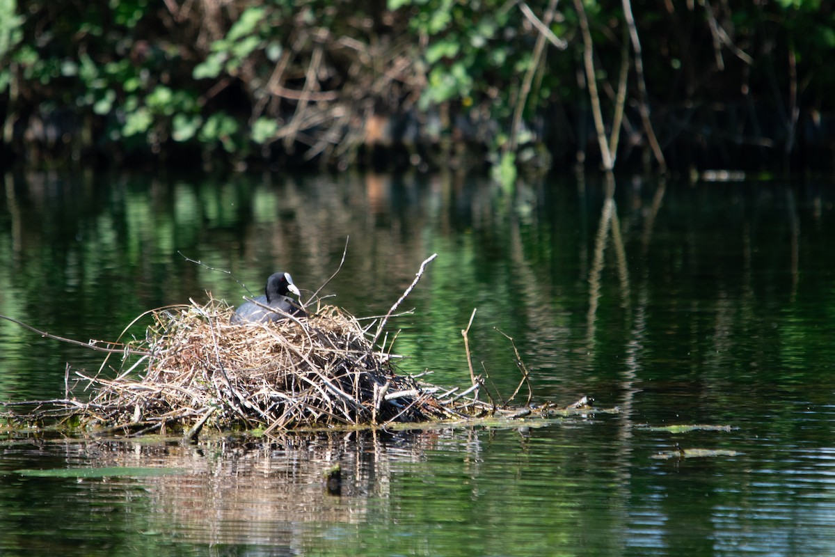 Eurasian Coot - ML618817203