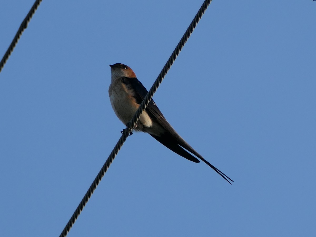 Red-rumped Swallow - Anett Oehmig