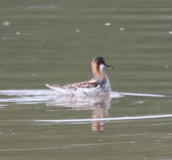 Red-necked Phalarope - Franklin Haas