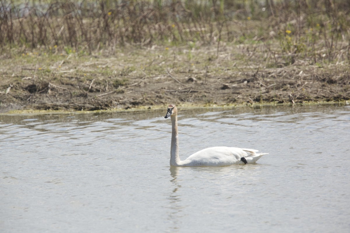 Trumpeter Swan - Paul Miller