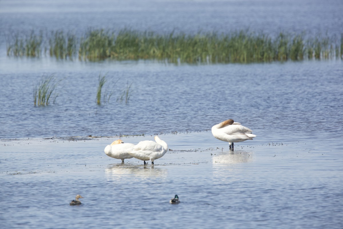 Trumpeter Swan - Paul Miller