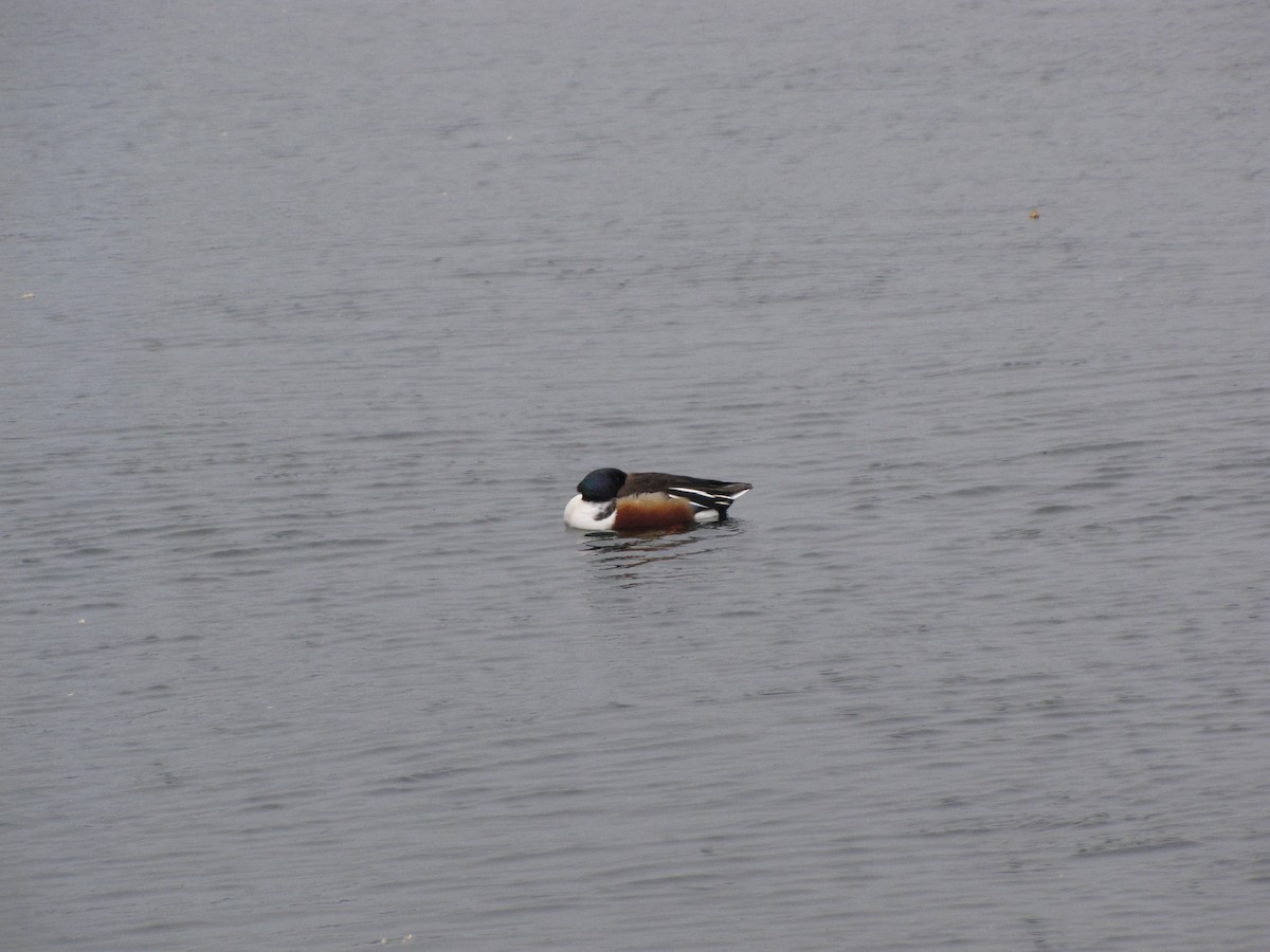 Northern Shoveler - Peter McTague