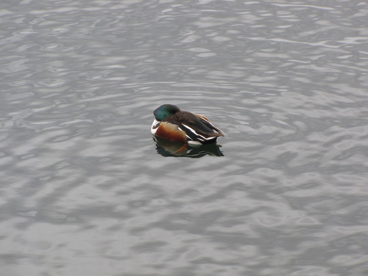 Northern Shoveler - Peter McTague